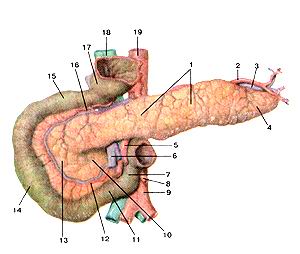  
  Рис. 264. Поджелудочная железа (pancreas).
  Панкреатические островки.
  1-тело поджелудочной железы; 2-селезеночная артерия; 3-селезе-ночная вена; 4-хвост 
  поджелудочной железы; 5-верхняя брыжеечная артерия. 6-верхняя брыжеечная вена; 
  7-восходящая часть двенадцатиперстной кишки; 8-нижняя брыжеечная артерия; 9-аорта; 
  10-крючковидный отросток поджелудочной железы; 11-нижняя (горизонтальная) часть 
  двенадцатиперстной кишки; 12-нижняя поджелудочно-двенадцатиперстная артерия; 
  13-голо-вка поджелудочной железы; 14-нисходящая часть двенадцатиперстной кишки; 
  15-верхняя (горизонтальная) часть двенадцатиперстной кишки; 16-верхняя поджелудочно-двенадцатиперстная 
  артерия; 17-пилорический отдел желудка (отрезан); 18-нижняя полая вена; 19-аорта.
  Fig. 264. Поджелудочная. Панкреатические островки. 1-corpus pancreatis; 2-a.lienalis; 
  3-v.lienalis; 4-cauda pancreatis; 5-a.mesenterica superior; 6-v.mesenterica 
  superior; 7-pars duodeni superior; 8-a.mesenterica inferior; 9-aorta; 10-processus 
  uncinatus; ll-pars duodeni inferior (horizontalis); 12-a.pancreaticoduodenalis 
  inferior; 13-caput pancreatis; 14-pars duodeni descendens; 15-pars duodeni superior 
  (horizontalis); 16-a.pancreaticoduodenalis superior; 17-pars hylorica gastris; 
  18-v.cava inferior; 19-aorta.
  Fig. 264. Pancreas (pancreatic islets).
  1-body of pancreas; 2-splenic artery; 3-splenic vein; 4-tail of pancreas; 5-superior 
  mesenteric artery; 6-superior mesenteric vein; 7-ascending part of duodenum; 
  8-inferior mesenteric artery; 9-aorta; 10-uncinate process of pancreas; ll-inferior 
  part of duodenum; 12-inferior pan-creaduodenal artery; 13-head of pancreas; 
  14-descending part of duodenum; 15-superior part of duodenum; 16-superior pancreaduodenal 
  artery; 17-pyloric part of stomach; 18-inferior vena cava; 19-aorta.
